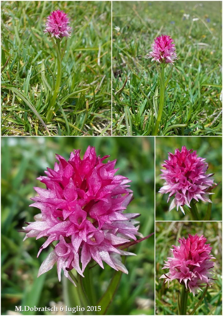Orchidee alpine austriache ( M.Traweng, Burgeralm, Petzen, M.Dobratsch)